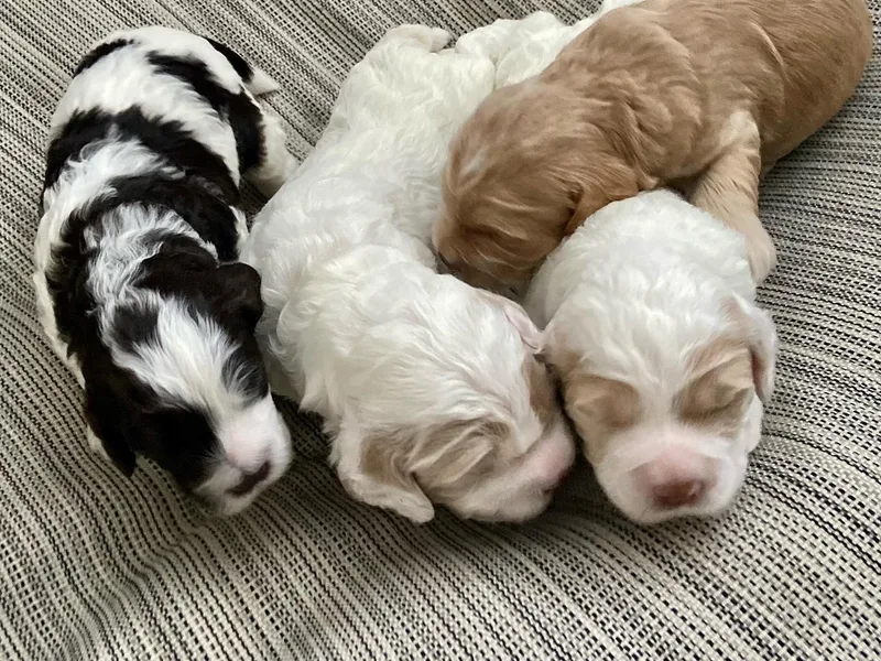 Kenmore Labradoodles