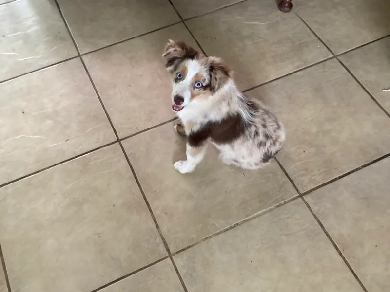 Kennard Ranch Pups photo 1