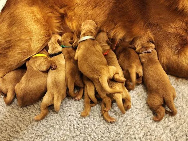 Kennedy Goldens