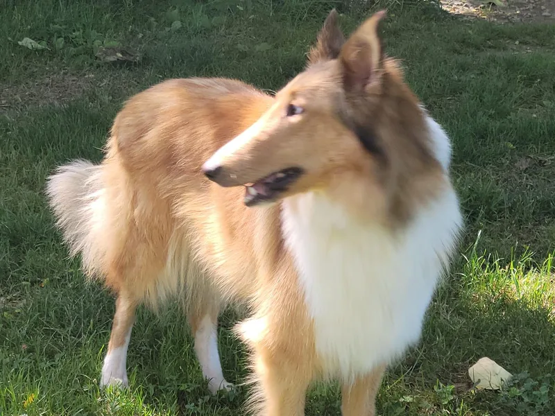 Kennedy Miniature Schnauzers