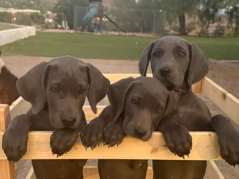 Kennedy Weimaraners