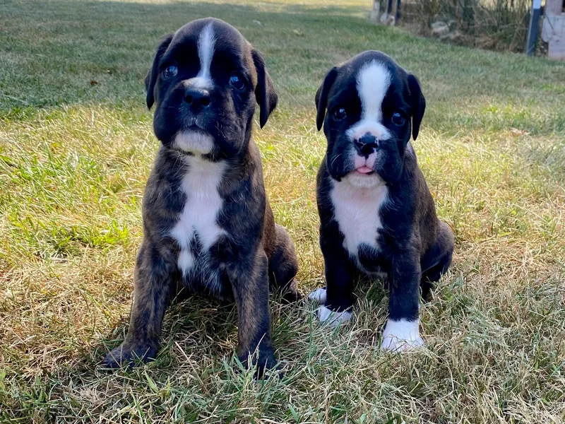 Kennel From Tripillya