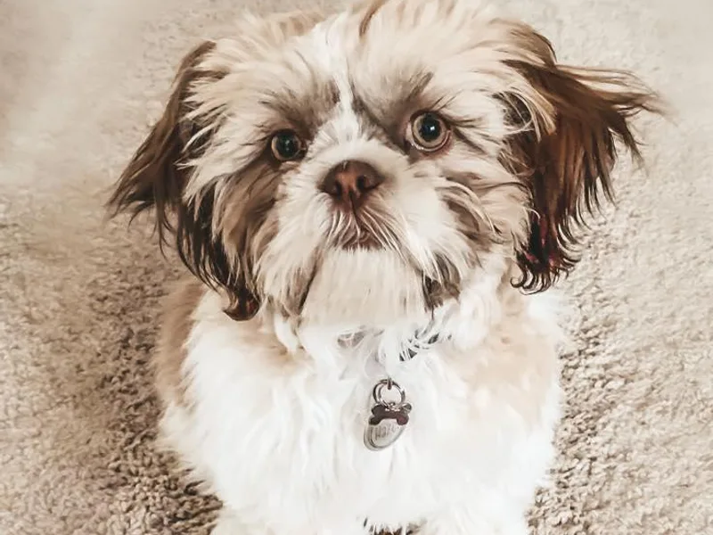 Kennel in the Valley