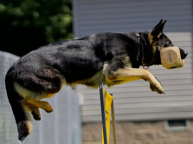 Kennel zu Trojas Ehren