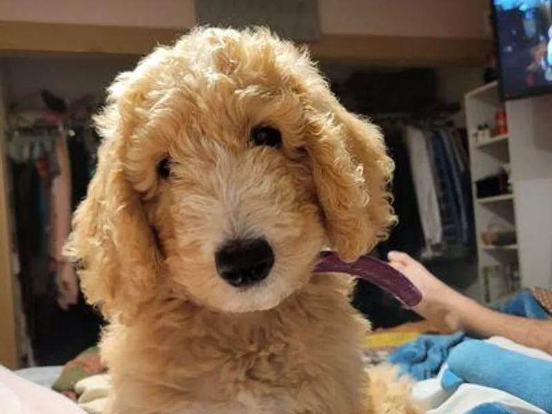 Kennings Poodles and Company