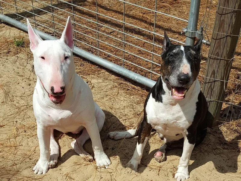 Keno Bull Terriers