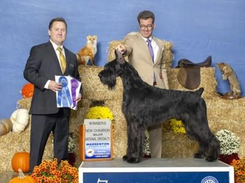 KenRo Giant Schnauzer