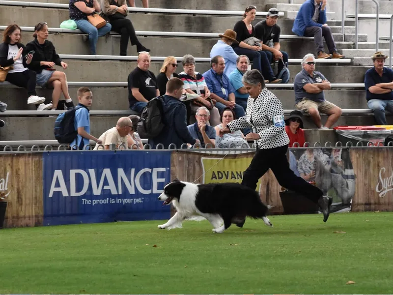Kensington Border Collies