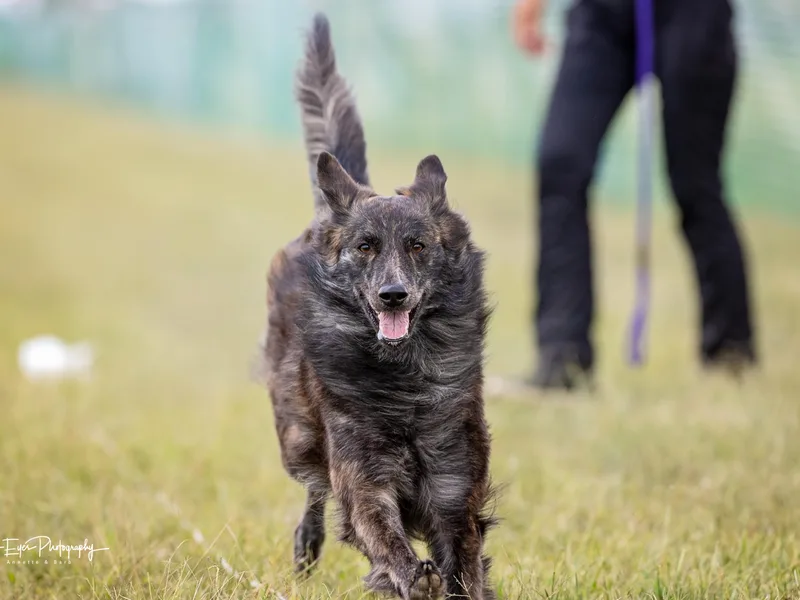 Kent's Dutch Shepherds