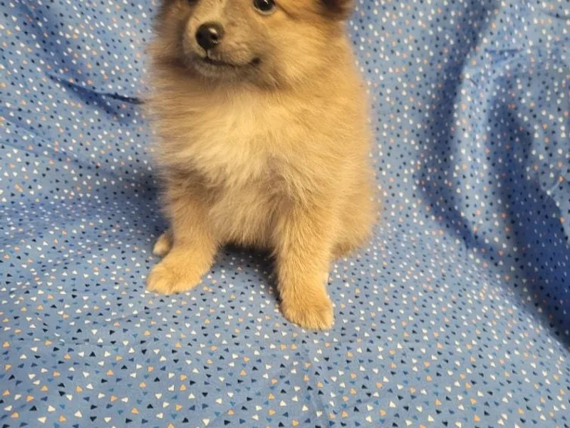 Kentuckiana Pomeranian