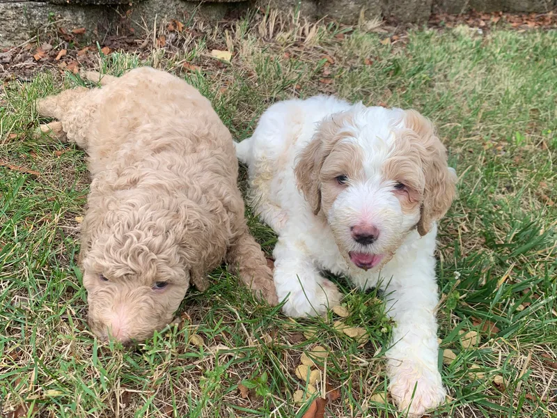 Kentucky Bernedoodles