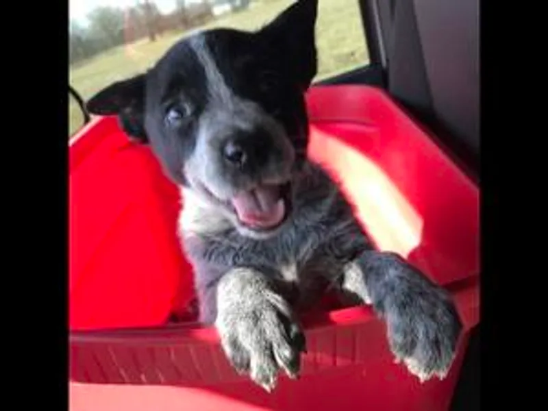 Kentucky bluegrass blue healer