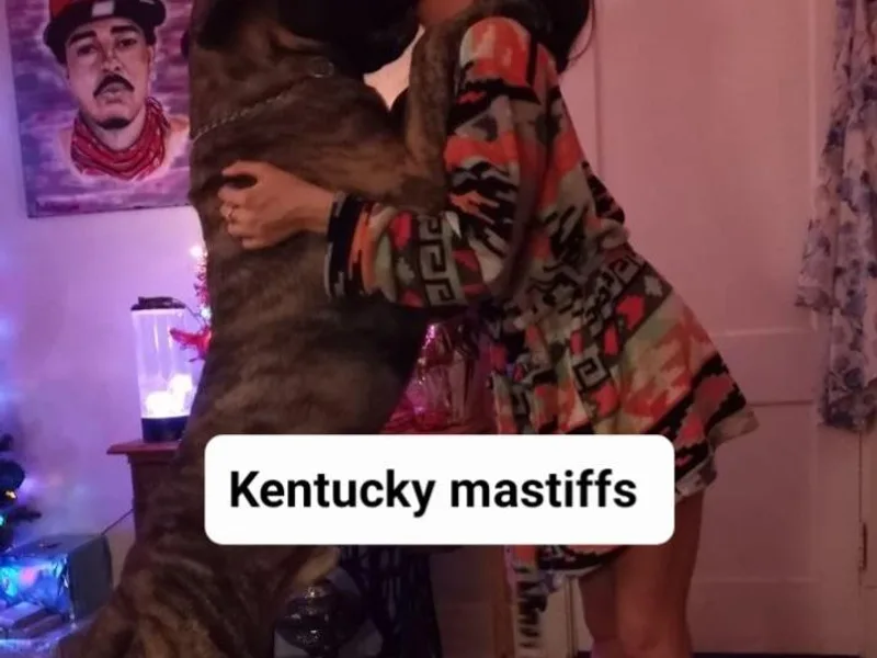 Kentucky Mastiffs