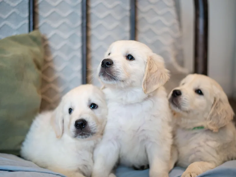 Kenwood Retrievers