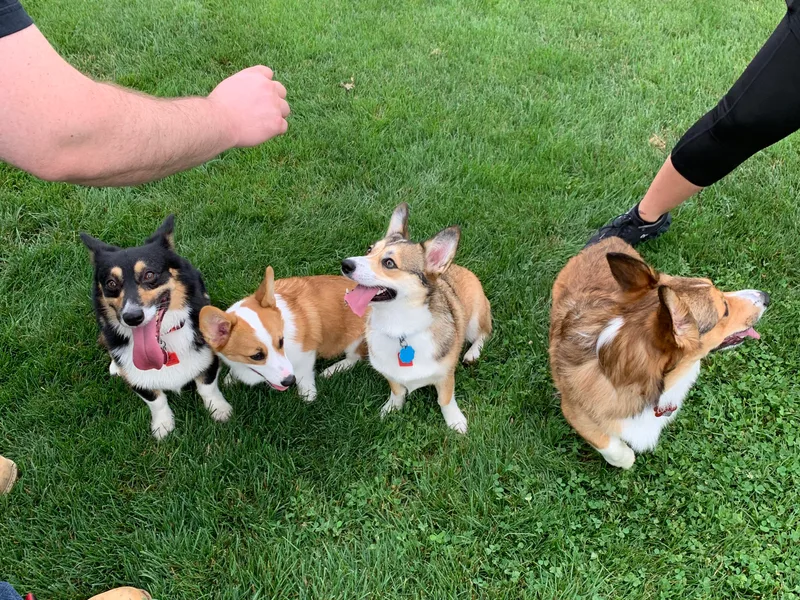 Kenyon Pembroke Welsh Corgis