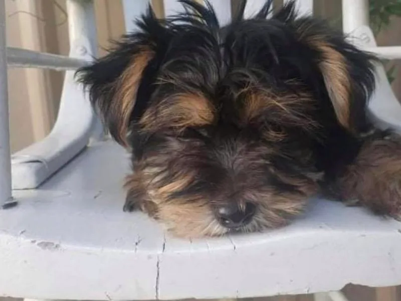 Keonia's Yorkshire Terriers