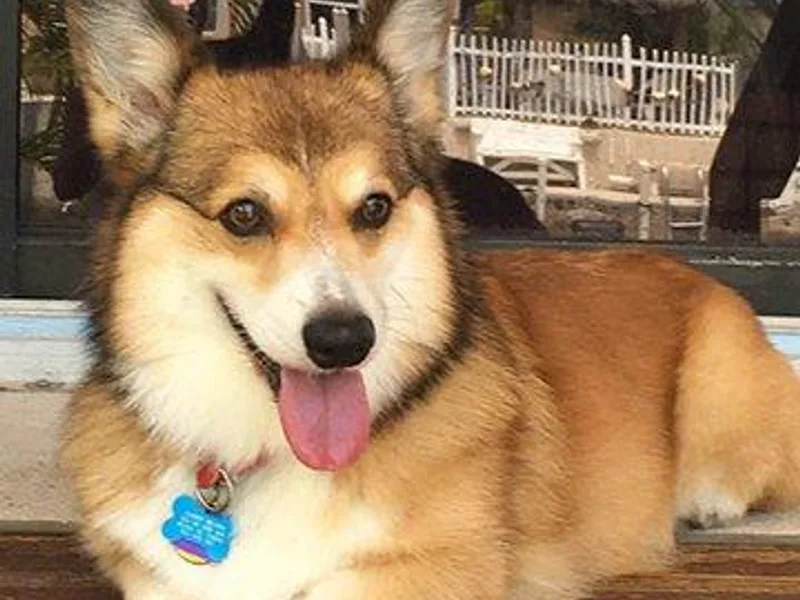 Kered Pembroke Welsh Corgis