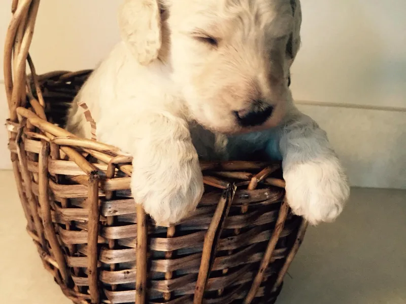 Keri Standard and Miniature Poodles