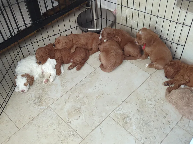 Kerri's Goldendoodles