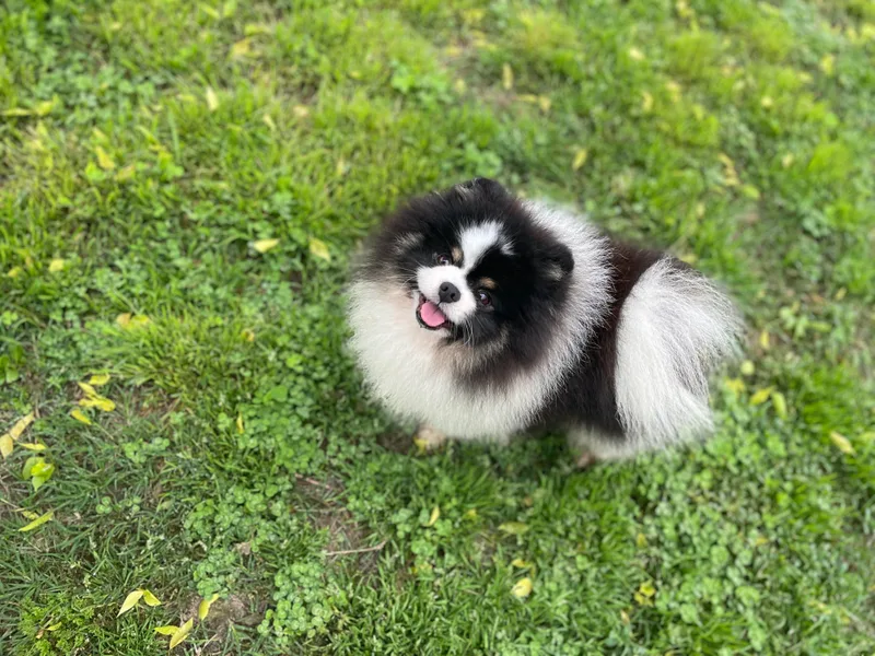 Kerrie’s Pomeranian