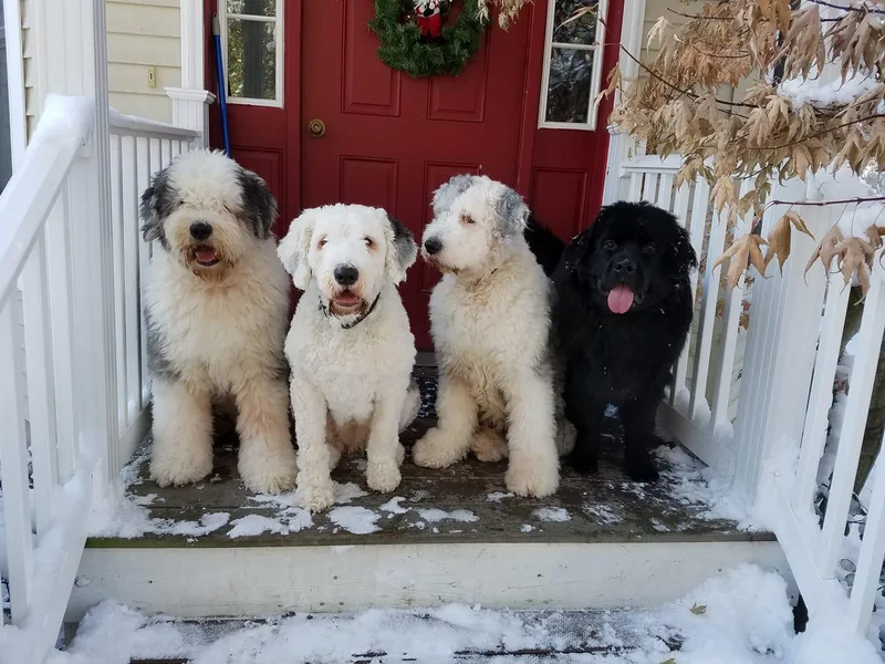 Kerry Sager's Old English Sheepdogs