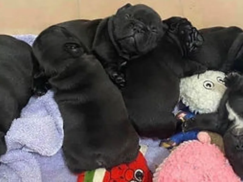 Kersey French Bulldogs