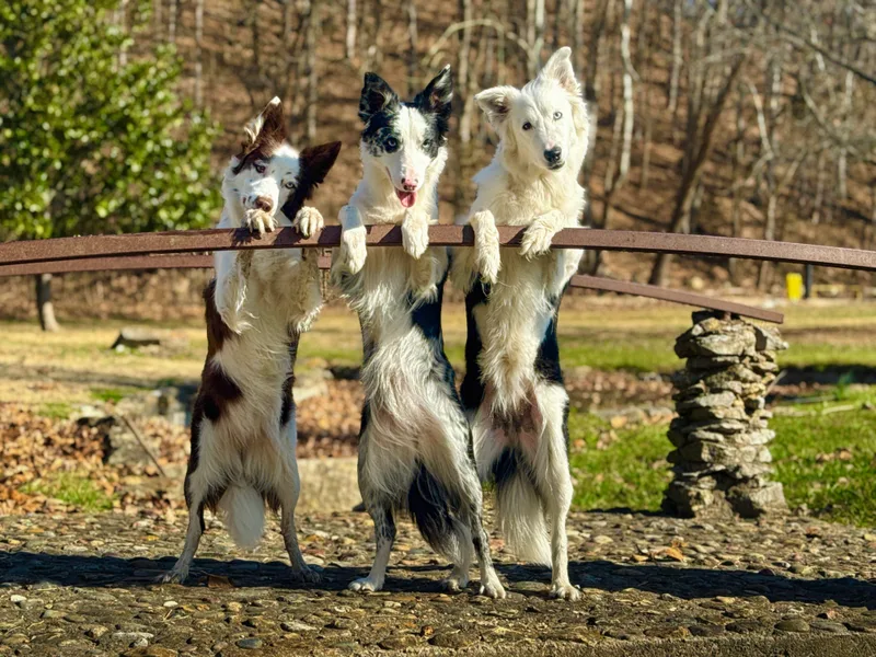 Kesher Border Collies