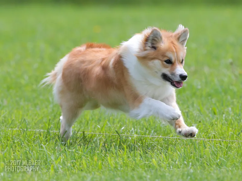 Kessel Run Icelandic Sheepdogs