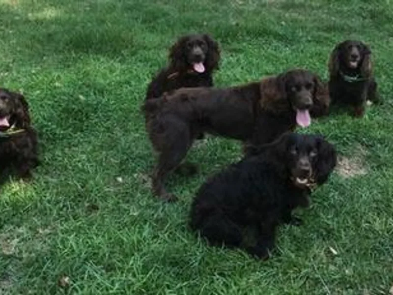 Kettle Branch Kennels