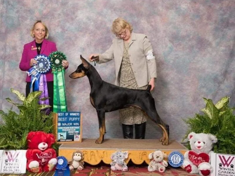 Kettle Cove Dobermans