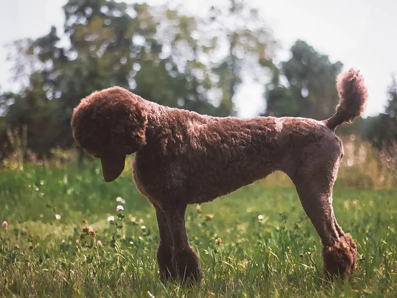 Kettle Cove Standard Poodles