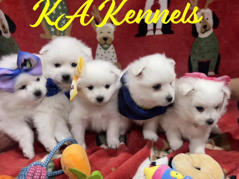 Ketura’s Angels Kennels