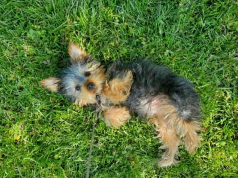 Kevin Bond's Yorkshire Terriers