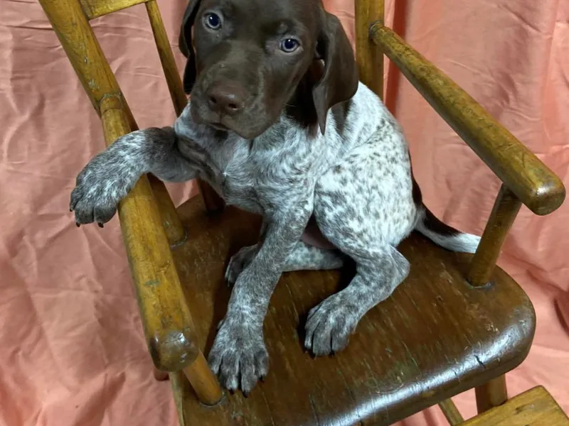 Kevin Funkhouser Kennel