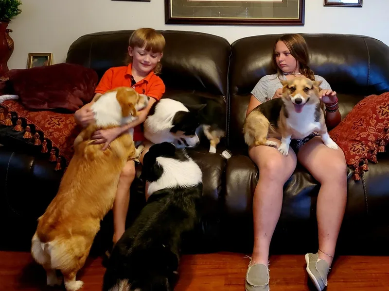 Kevin's Pembroke Welsh Corgis