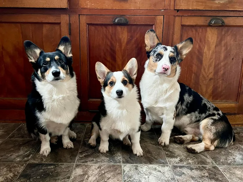 Key Largo Corgis photo 1
