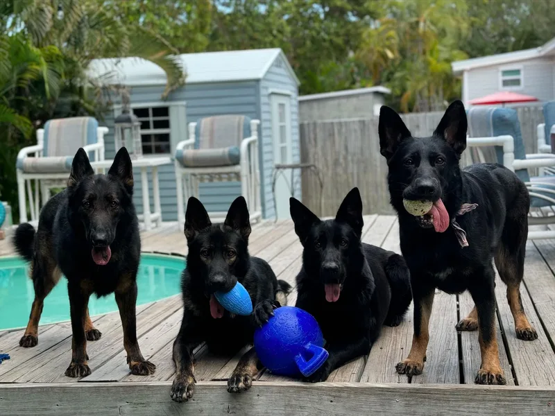 Key Star German Shepherds photo 1