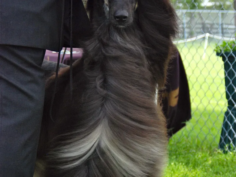 KEYMAH Afghan Hounds