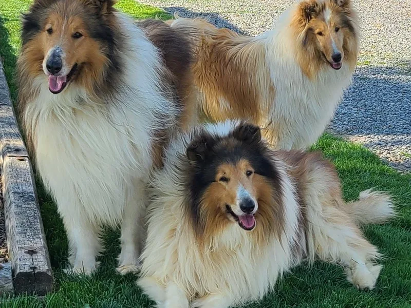Keystone Collies