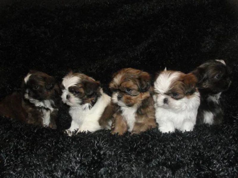 Keystone Danes and Shih tzus