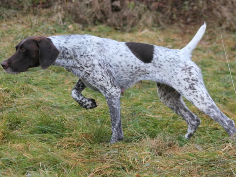 Keystone Gun Dogs/vom Schlussstein Shorthairs