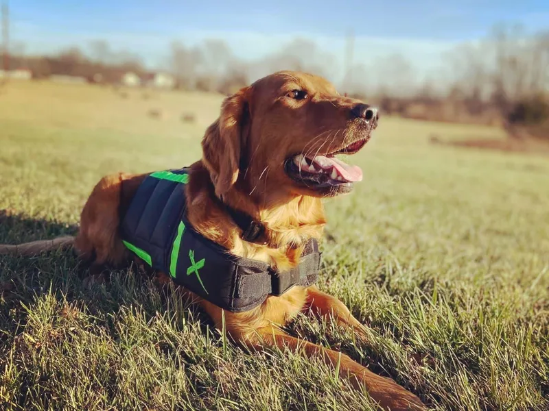 Keystone Working Dogs