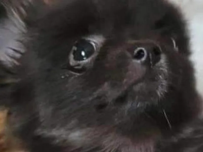 Keyz Pomeranians