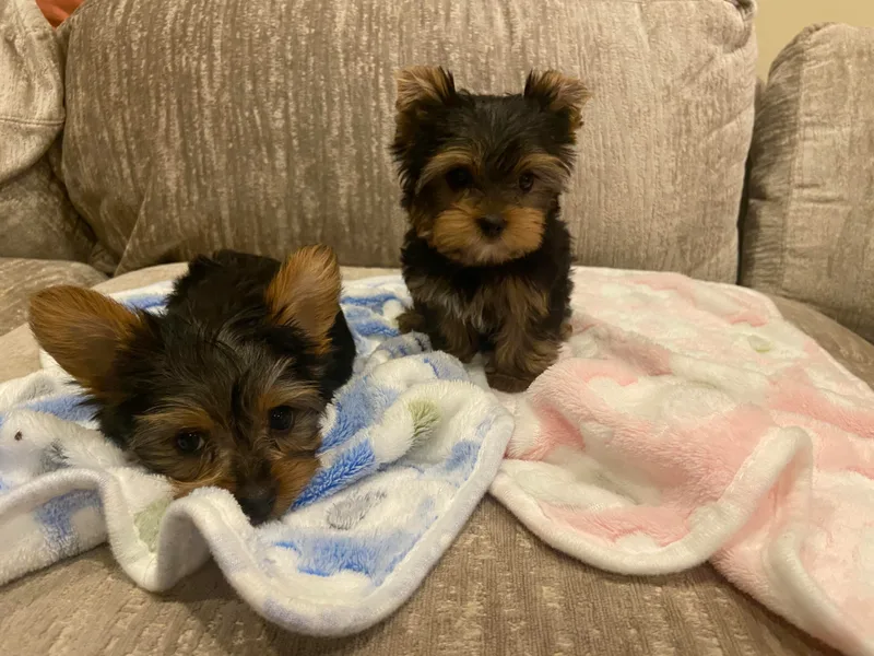KH Yorkies