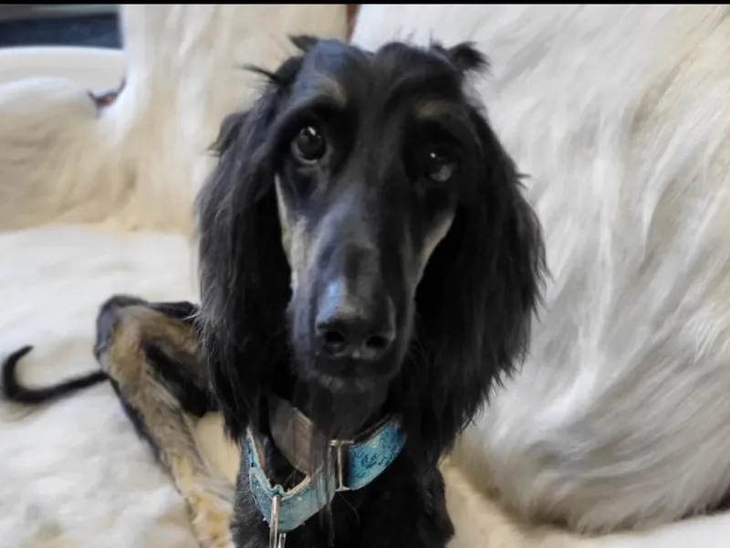 Khafra Afghan Hounds