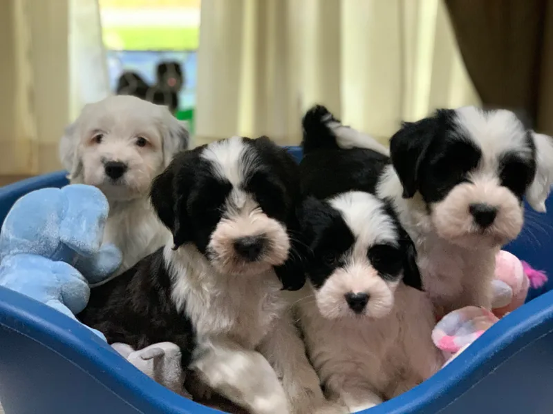 Kham Ra Tibetan Terriers