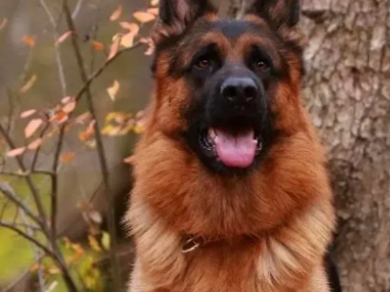 Khanguard German Shepherds