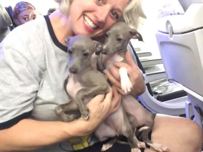 Khani's Basenjis and Italian Greyhounds