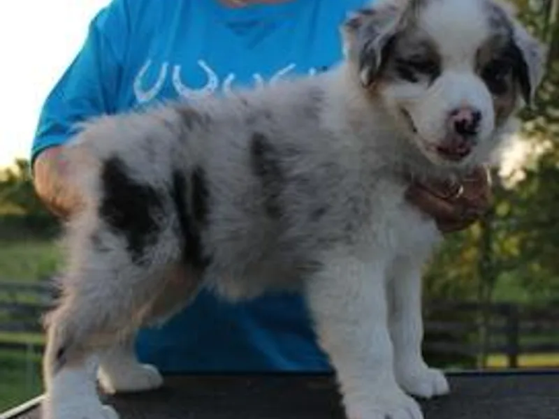 Khaos Australian Shepherds