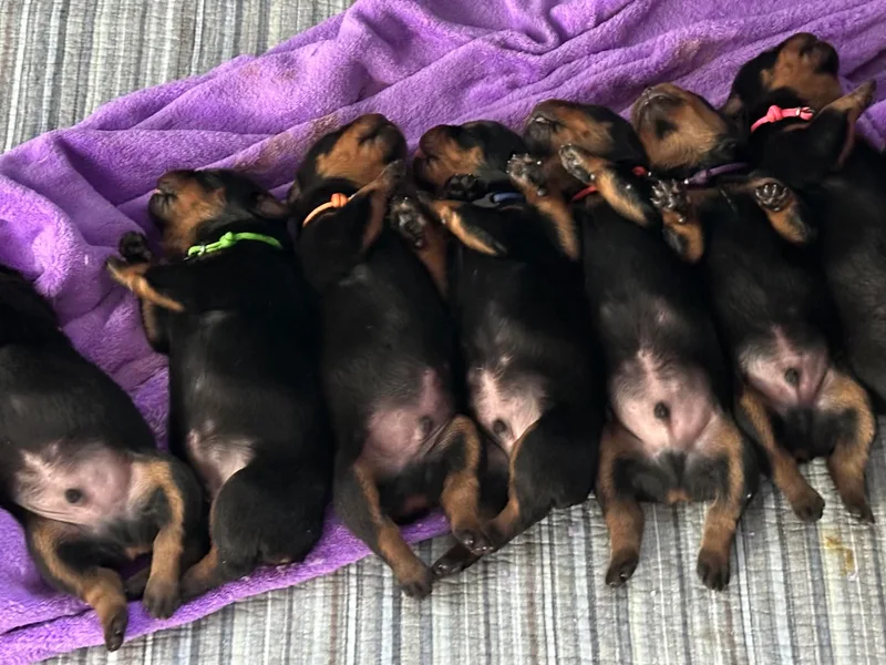 Khaotic Rottweilers